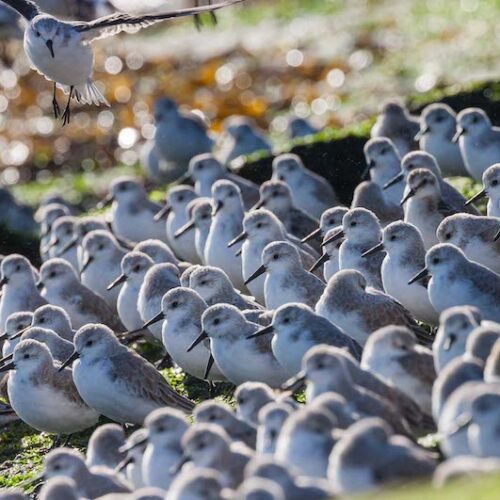 2-Vogelfotografie-IJmuiden-doen-kado-uitjes-cadeau-geven-belevenis