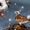 Workshop vogelfotografie IJmuiden