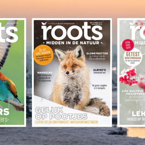 1-roots-magazine