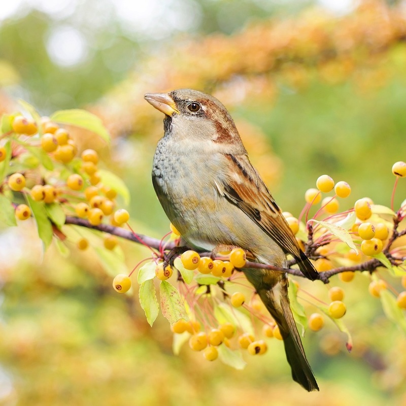 4.-Vogelbescherming-Donatie-Natures-gift-duurzaam-cadeau-cadeaukaart