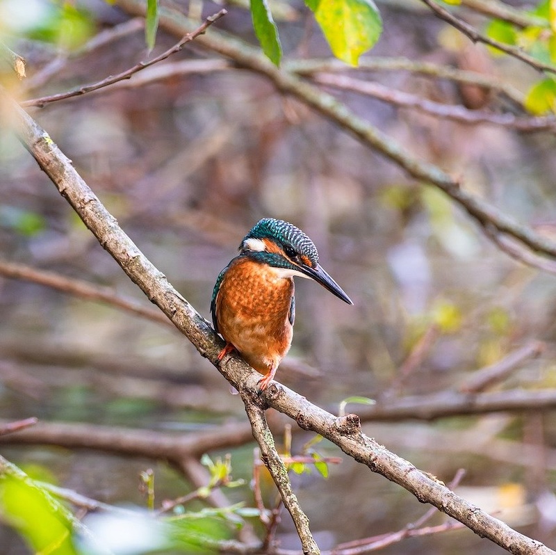 5.-Vogelbescherming-Donatie-Natures-gift-duurzaam-cadeau-cadeaukaart
