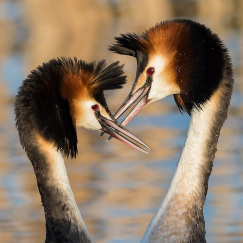 foto3Servan-Ott-Fotografie-Natuurfotografie-en-Trouwfotografie-3233