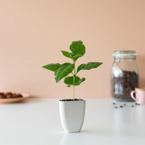Koffieplantje