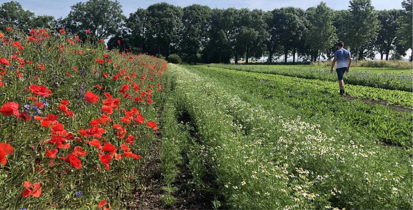 Nederlands landschap met klaprozen en kruiden
