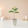 Theeplantje