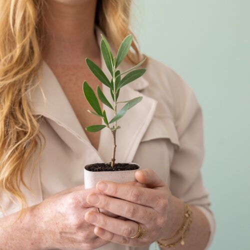 2.olive-tree