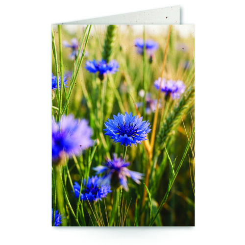 wenskaart met close-up korenbloem