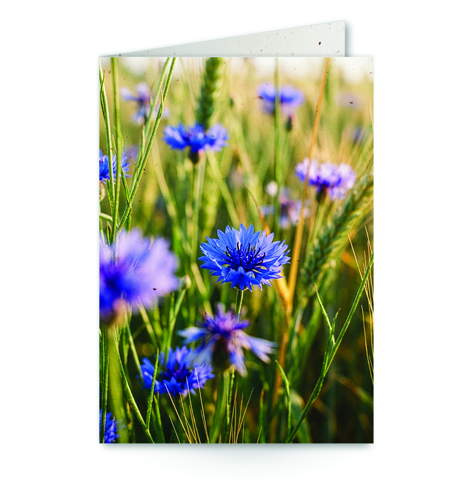 wenskaart met close-up korenbloem