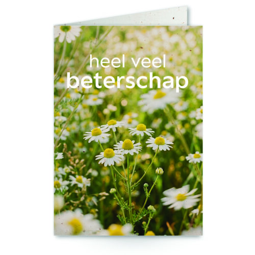 wenskaart met tekst heel veel beterschap met een veld madeliefjes op de achtergrond