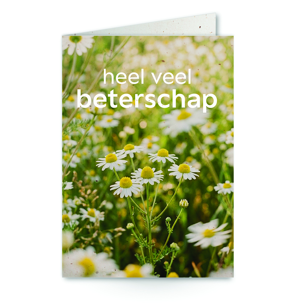 wenskaart met tekst heel veel beterschap met een veld madeliefjes op de achtergrond