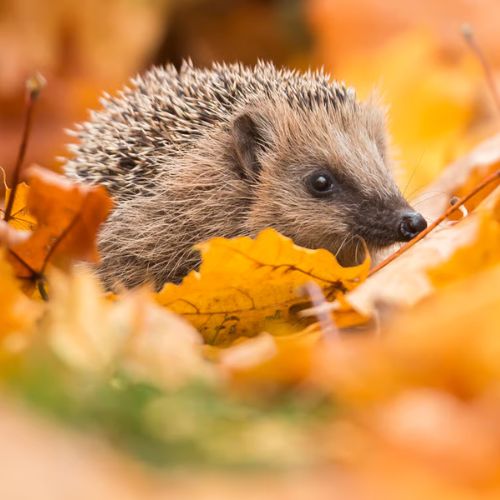 Egel tussen de herfstbladeren