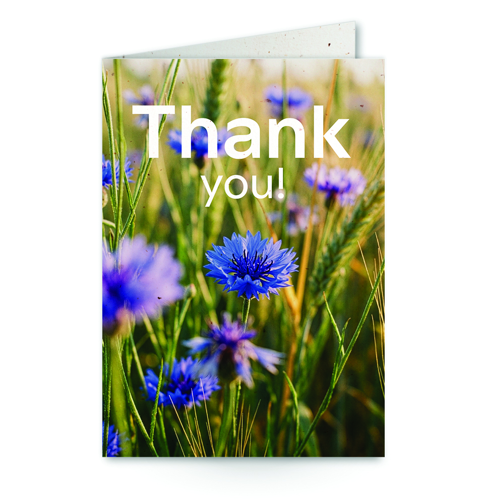 wenskaart met tekst Thank you! met een veld korenbloemen op de achtergrond