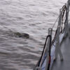 Wadlooptocht over de Wadden