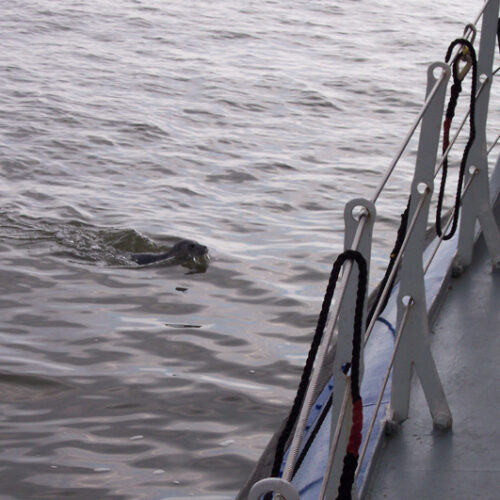Wadlooptocht over de Wadden