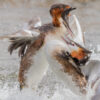 Workshop vogelfotografie Balts van de Fuut