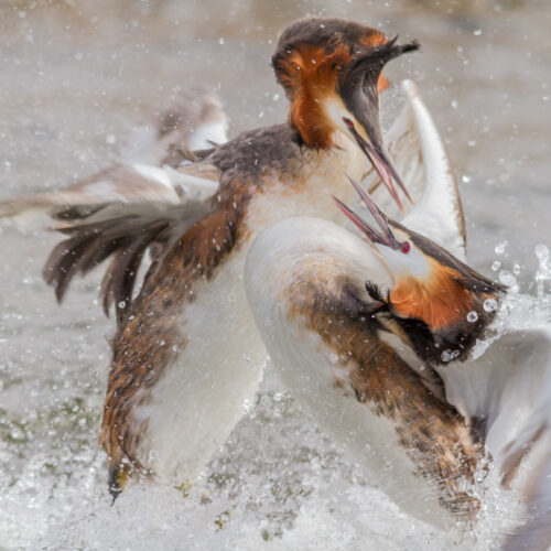 Workshop vogelfotografie Balts van de Fuut
