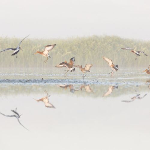 Vogelfotografie-weidevogelbeleving-Gruttoland-doen-kado-uitjes-cadeau-geven-belevenis-SERVAN-1
