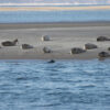 Wadlopen gezinstocht