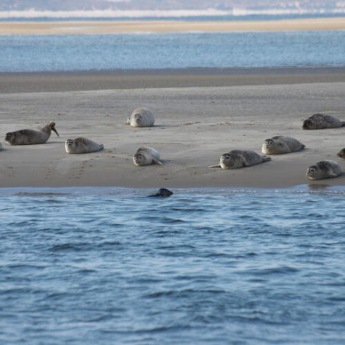 Wadlopen gezinstocht