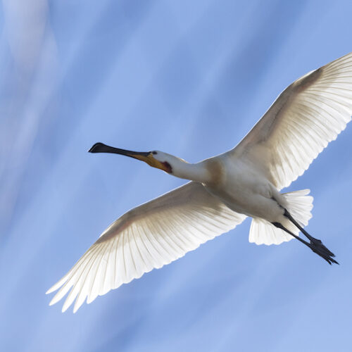 Workshop natuurfotografie