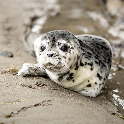 Zeehonden-safari-doen-kado-uitjes-cadeau-geven-belevenis11