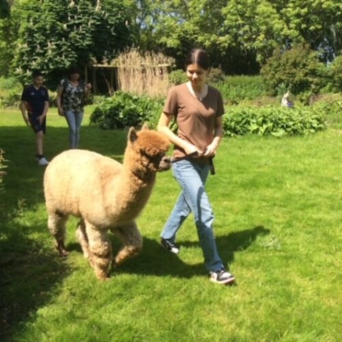 Alpaca boerengolf en meet & feed