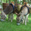 Achterhoekse ezelwandeling