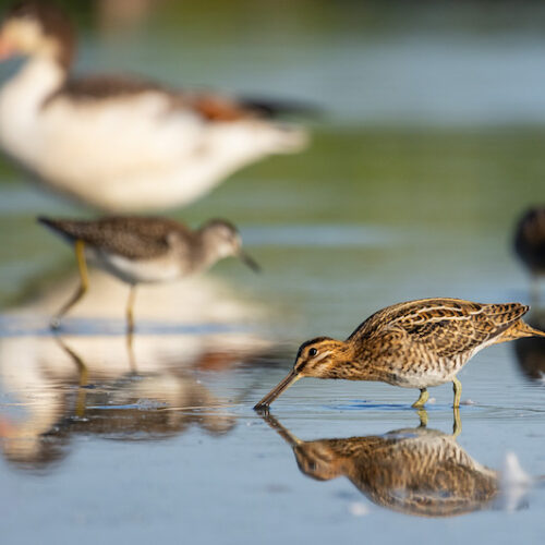 Vogelfotografie en weidevogelbeleving op Gruttoland