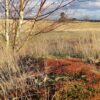 Wandeling Geneeskracht van de natuur