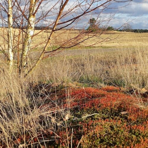 Wandeling Geneeskracht van de natuur
